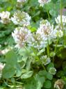 Trifolium Repens